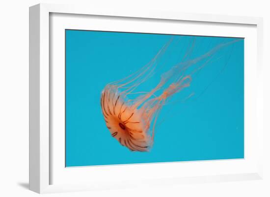 Japanese Sea Nettle-Hal Beral-Framed Photographic Print