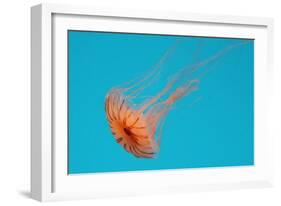 Japanese Sea Nettle-Hal Beral-Framed Photographic Print