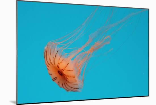 Japanese Sea Nettle-Hal Beral-Mounted Photographic Print