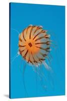 Japanese Sea Nettle-Hal Beral-Stretched Canvas