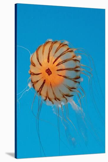 Japanese Sea Nettle-Hal Beral-Stretched Canvas