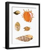 Japanese Shells-null-Framed Giclee Print