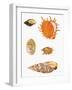 Japanese Shells-null-Framed Giclee Print