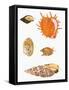 Japanese Shells-null-Framed Stretched Canvas