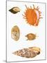 Japanese Shells-null-Mounted Giclee Print