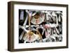 Japanese Shrine Wishes-Petra Wels-Framed Giclee Print