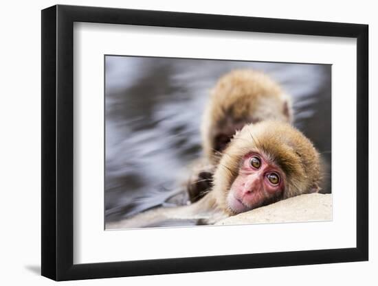 Japanese Snow Monkeys in Nagano, Japan.-SeanPavonePhoto-Framed Photographic Print