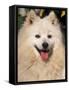 Japanese Spitz Panting-Adriano Bacchella-Framed Stretched Canvas