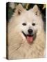 Japanese Spitz Panting-Adriano Bacchella-Stretched Canvas