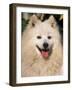 Japanese Spitz Panting-Adriano Bacchella-Framed Photographic Print