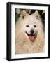 Japanese Spitz Panting-Adriano Bacchella-Framed Photographic Print