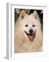 Japanese Spitz Panting-Adriano Bacchella-Framed Photographic Print