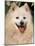 Japanese Spitz Panting-Adriano Bacchella-Mounted Photographic Print