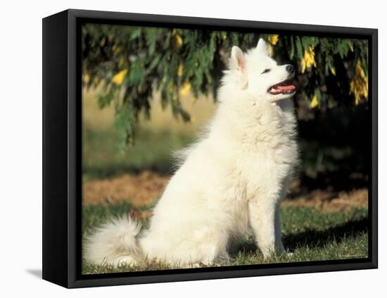 Japanese Spitz Sitting and Looking Up-Adriano Bacchella-Framed Stretched Canvas
