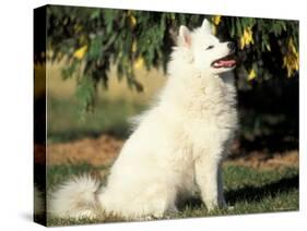 Japanese Spitz Sitting and Looking Up-Adriano Bacchella-Stretched Canvas