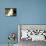 Japanese Spitz Sitting and Looking Up-Adriano Bacchella-Photographic Print displayed on a wall