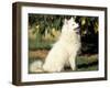 Japanese Spitz Sitting and Looking Up-Adriano Bacchella-Framed Photographic Print