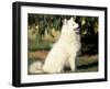 Japanese Spitz Sitting and Looking Up-Adriano Bacchella-Framed Photographic Print