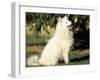 Japanese Spitz Sitting and Looking Up-Adriano Bacchella-Framed Photographic Print