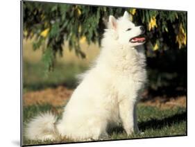 Japanese Spitz Sitting and Looking Up-Adriano Bacchella-Mounted Photographic Print