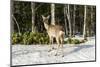 Japanese spotted deer (Cervus nippon yesoensis), Daisetsuzan National Park, UNESCO World Heritage S-Michael Runkel-Mounted Photographic Print
