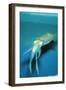 Japanese Squid-null-Framed Premium Photographic Print