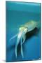 Japanese Squid-null-Mounted Premium Photographic Print