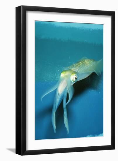 Japanese Squid-null-Framed Photographic Print