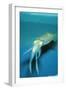 Japanese Squid-null-Framed Photographic Print