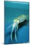 Japanese Squid-null-Mounted Photographic Print
