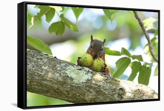 Japanese Squirrel (Sciurus Lis) Carrying Two Walnut (Juglans Ailantifolia)-Yukihiro Fukuda-Framed Stretched Canvas