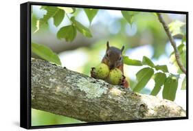Japanese Squirrel (Sciurus Lis) Carrying Two Walnut (Juglans Ailantifolia)-Yukihiro Fukuda-Framed Stretched Canvas