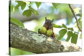 Japanese Squirrel (Sciurus Lis) Carrying Two Walnut (Juglans Ailantifolia)-Yukihiro Fukuda-Stretched Canvas