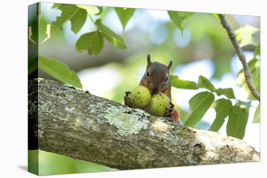 Japanese Squirrel (Sciurus Lis) Carrying Two Walnut (Juglans Ailantifolia)-Yukihiro Fukuda-Stretched Canvas