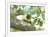 Japanese Squirrel (Sciurus Lis) Carrying Two Walnut (Juglans Ailantifolia)-Yukihiro Fukuda-Framed Photographic Print