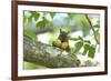 Japanese Squirrel (Sciurus Lis) Carrying Two Walnut (Juglans Ailantifolia)-Yukihiro Fukuda-Framed Photographic Print