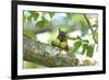 Japanese Squirrel (Sciurus Lis) Carrying Two Walnut (Juglans Ailantifolia)-Yukihiro Fukuda-Framed Photographic Print