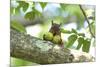 Japanese Squirrel (Sciurus Lis) Carrying Two Walnut (Juglans Ailantifolia)-Yukihiro Fukuda-Mounted Photographic Print