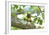 Japanese Squirrel (Sciurus Lis) Carrying Two Walnut (Juglans Ailantifolia)-Yukihiro Fukuda-Framed Photographic Print