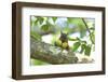 Japanese Squirrel (Sciurus Lis) Carrying Two Walnut (Juglans Ailantifolia)-Yukihiro Fukuda-Framed Photographic Print