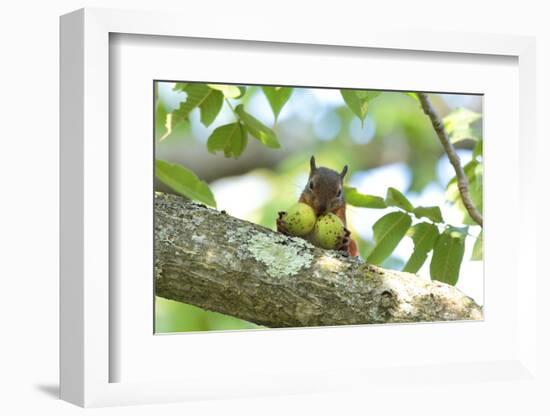 Japanese Squirrel (Sciurus Lis) Carrying Two Walnut (Juglans Ailantifolia)-Yukihiro Fukuda-Framed Photographic Print