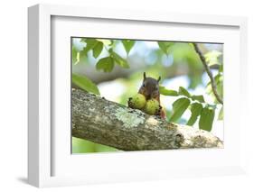 Japanese Squirrel (Sciurus Lis) Carrying Two Walnut (Juglans Ailantifolia)-Yukihiro Fukuda-Framed Photographic Print