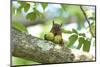 Japanese Squirrel (Sciurus Lis) Carrying Two Walnut (Juglans Ailantifolia)-Yukihiro Fukuda-Mounted Photographic Print