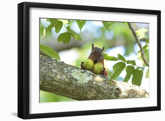 Japanese Squirrel (Sciurus Lis) Carrying Two Walnut (Juglans Ailantifolia)-Yukihiro Fukuda-Framed Photographic Print
