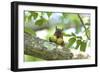 Japanese Squirrel (Sciurus Lis) Carrying Two Walnut (Juglans Ailantifolia)-Yukihiro Fukuda-Framed Photographic Print