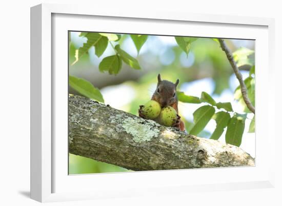 Japanese Squirrel (Sciurus Lis) Carrying Two Walnut (Juglans Ailantifolia)-Yukihiro Fukuda-Framed Photographic Print