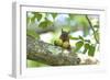 Japanese Squirrel (Sciurus Lis) Carrying Two Walnut (Juglans Ailantifolia)-Yukihiro Fukuda-Framed Photographic Print