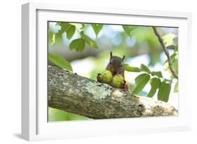 Japanese Squirrel (Sciurus Lis) Carrying Two Walnut (Juglans Ailantifolia)-Yukihiro Fukuda-Framed Photographic Print