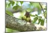 Japanese Squirrel (Sciurus Lis) Carrying Two Walnut (Juglans Ailantifolia)-Yukihiro Fukuda-Mounted Photographic Print