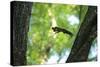 Japanese Squirrel (Sciurus Lis) Jumping From Tree To Tree With Four Walnut (Juglans Ailantifolia)-Yukihiro Fukuda-Stretched Canvas